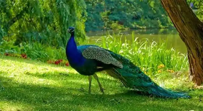 世界上最美丽的十大鸟类 中国的锦鸡都上榜了 - 动物之最 - 一点排行