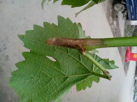 葡萄溃疡病为害枝条