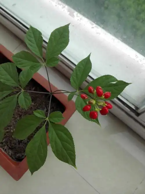 参花怒放| 青鸟茶馆 - 青鸟,花鸟鱼虫网 鸟|鸟类