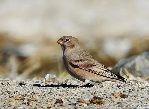 蒙古沙雀 - 贵州版 guizhou 鸟网