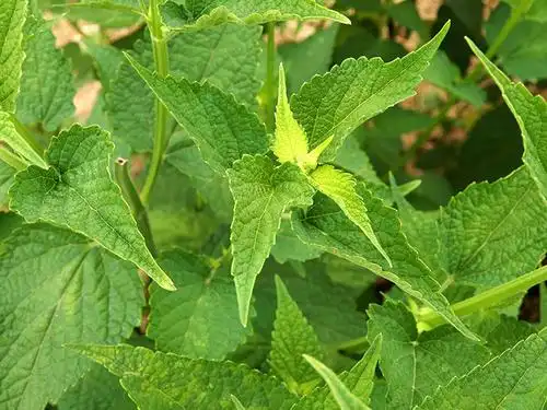 藿香和鱼香的外观区别