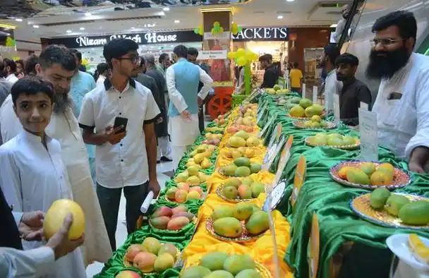 芒果是巴基斯坦重要的水果产品,目前正值芒果成熟的季节.