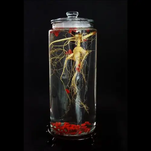 人参 野山参新鲜人参东北长白山人林下参15年参龄林下参泡酒人参