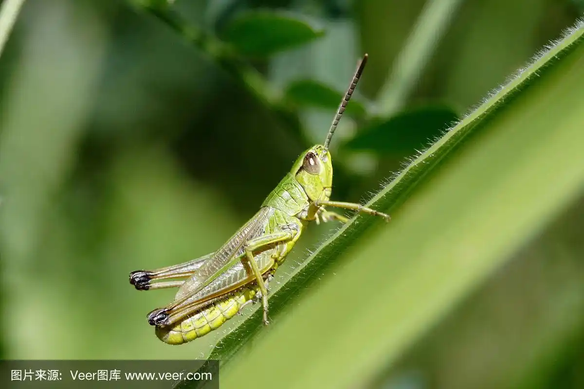 绿色蚱蜢