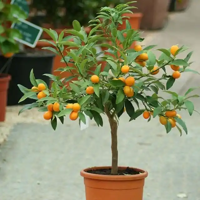 金桔正确的移栽换盆是怎样操作的?可以施肥吗?