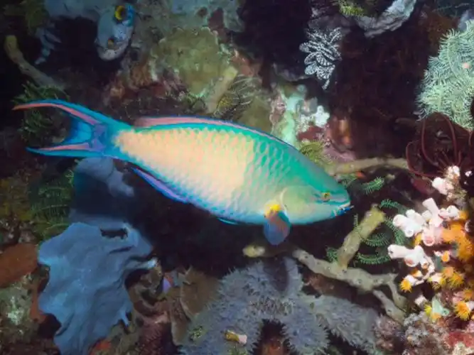 奇妙的海底世界