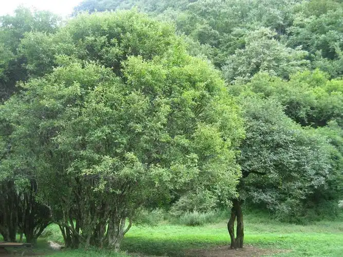 说说青冈树有什么作用