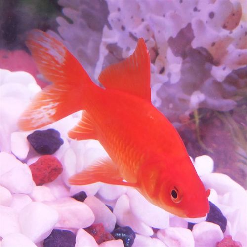 锦鲤鱼红草金鱼冷水鱼 室外鱼池塘放生鱼好养易活不