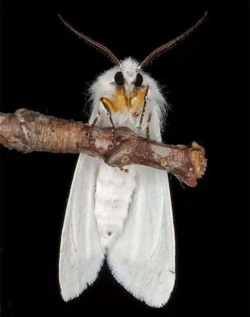 那骇人精怪,那白色恶魔,原来竟指的是身材纤细的美国白蛾(学名