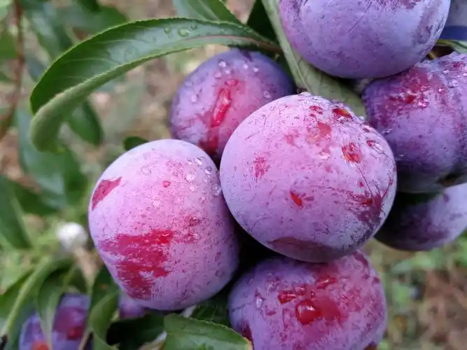 濯水镇桐木盖 老李家晚熟脆红李周末开园采摘啦