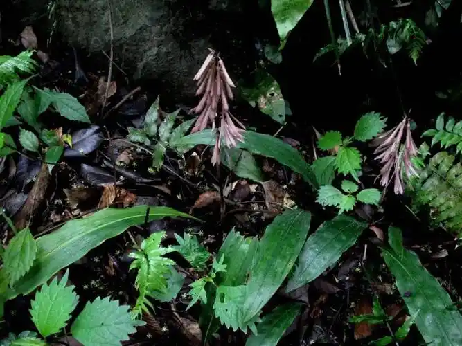 四明山龙观首现珍稀兰科植物杜鹃兰