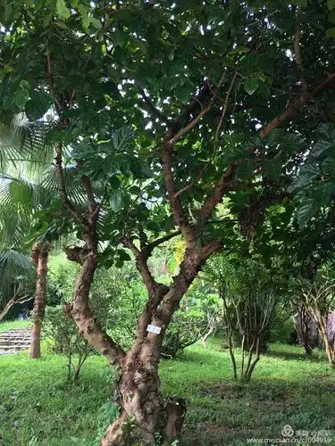 难得一见的牛奶树