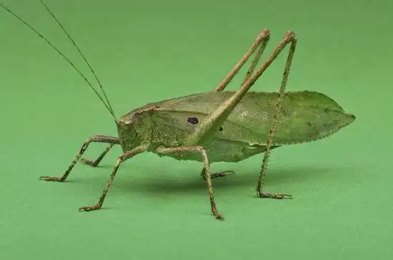生活常识   扎嘴是冬天比较常见的鸣虫之一,它的个头与蝈蝈相比要小一