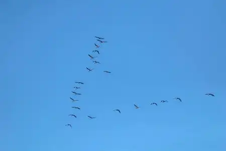 在秋季季节,鹤从拉脱维亚向南迁徙.成群的候鸟对抗蓝天.照片