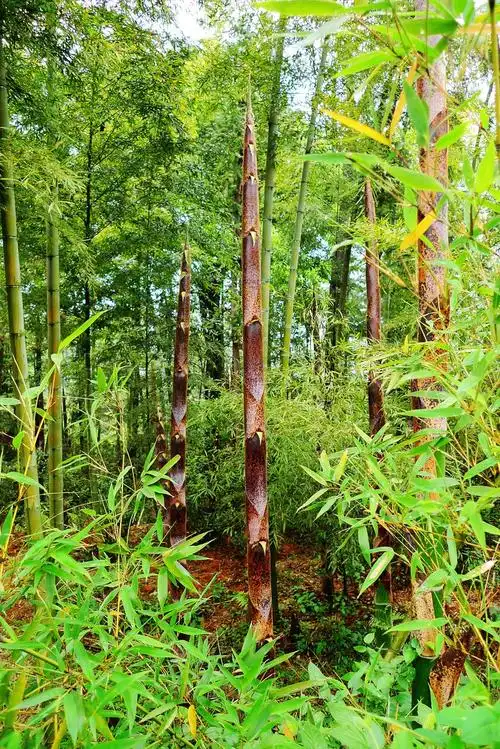 春天的竹林景象