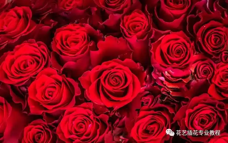 玫瑰花语大全|玫瑰的数量和颜色都有那些讲究 ?