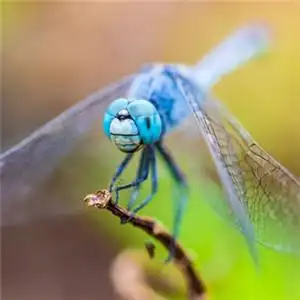 最稀有的蜻蜓头像停歇的蜻蜓图片