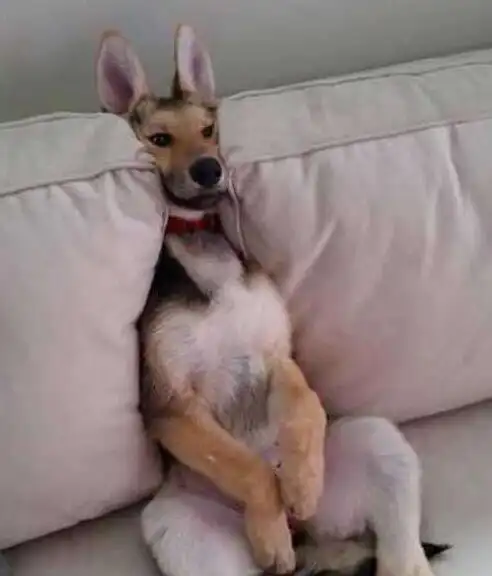 搞笑图:要是我有这样宠物,做梦都会笑醒,还能在逗一点吗?