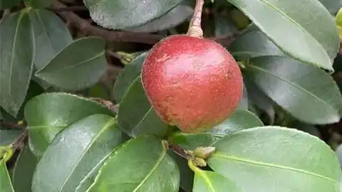 试吃茶花树之果