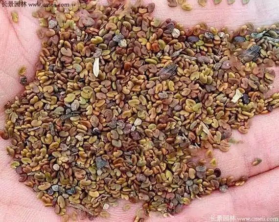 紫云英的培管措施