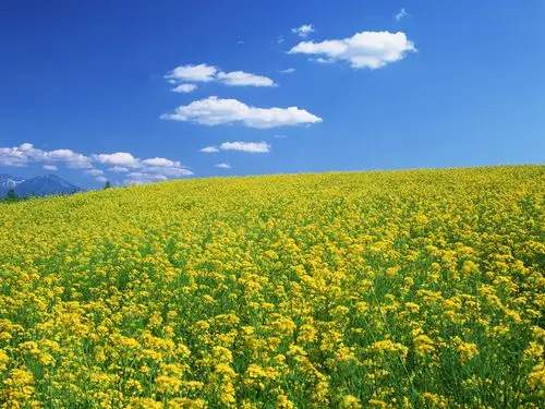 油菜花写真专辑