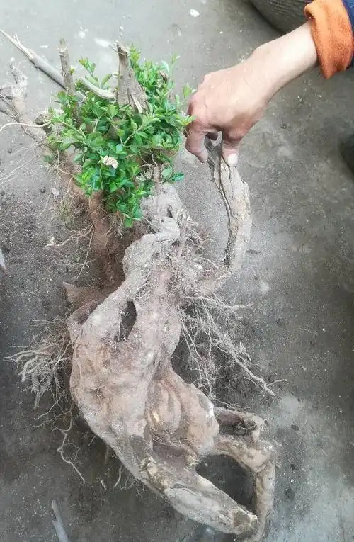 大家帮忙看一下看这颗茶叶树的根有多少年了?