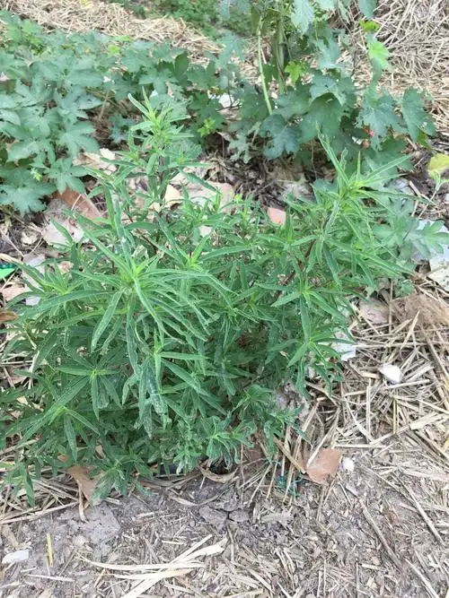 地肤,藜科植物,俗称扫帚苗.幼叶可以做菜吃,味道还不错.