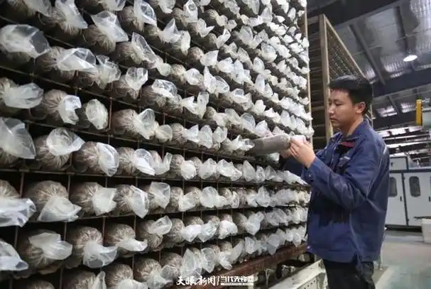 3月29日,记者在毕节市大方县经济开发区的一家白参菌生产基地看到