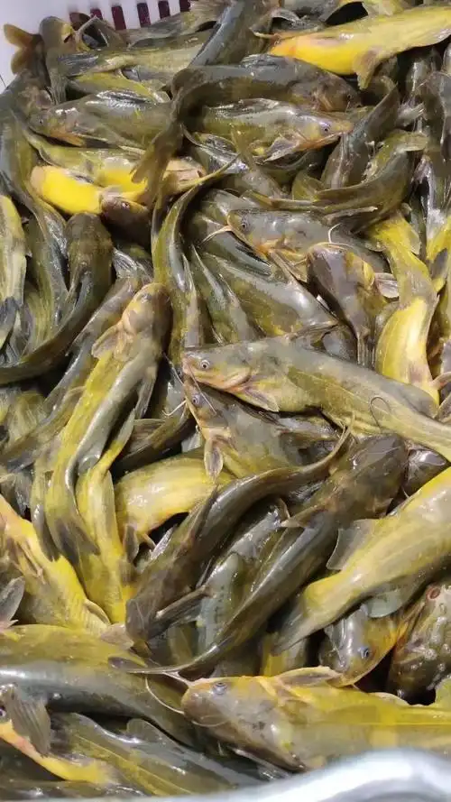 [黄颡鱼批发] 黄骨鱼预售大小3两左右有几千斤,价格12元/斤 - 惠农网