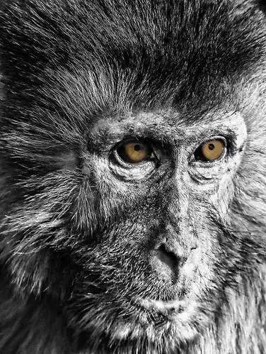 动物肖像——猴王 动物 黑白 动物 猴子 肖像 黄色 特写 眼神 盯着