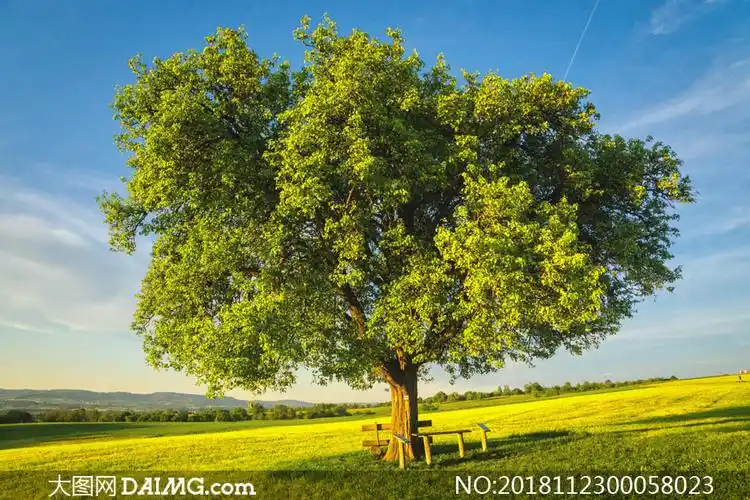 蓝天下的一颗大树摄影图片_大图网图片素材
