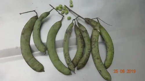 结果皂荚新品种嵩豆4号(暂名)图片,嵩县林业局选育的结果皂荚新品种嵩