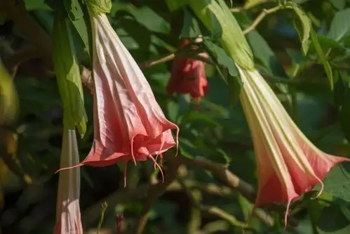 秋天里舞动的裙摆曼陀罗花首发