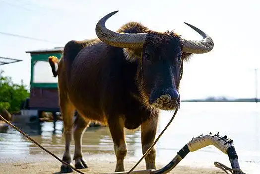 水牛图片_水牛图片大全_水牛图片素材