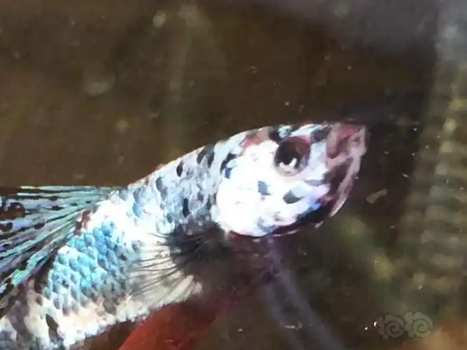 【斗鱼】这块什么病?