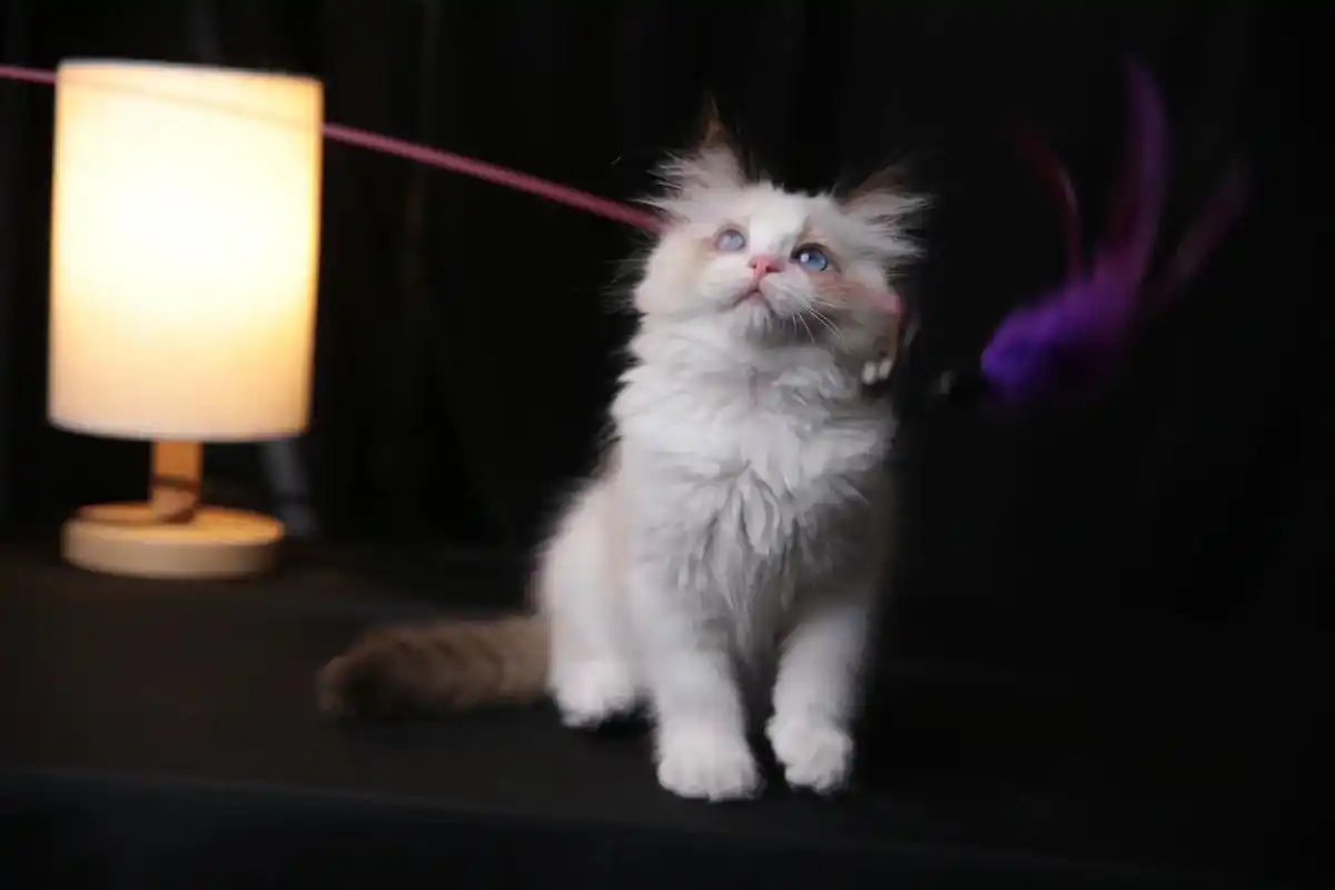 母猫,性格温顺!#布偶猫 #萌宠出道计划 #这样的 - 抖音