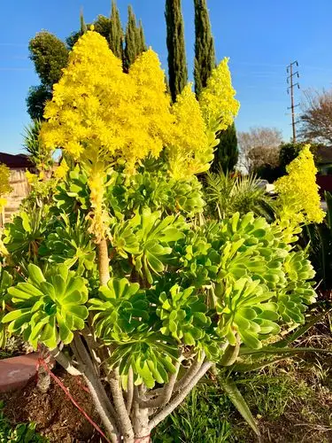 其它 寻找他乡之美丽花卉:厚叶景天花  美州厚叶(肉叶)景天开花是不分