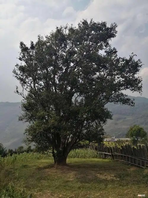 古茶树的世界价值 中国千年古茶树图片