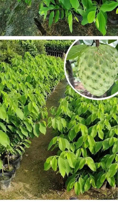 祉鹿释迦果树苗番荔枝嫁接凤梨释迦果佛头果树苗盆栽地栽当年结果释迦