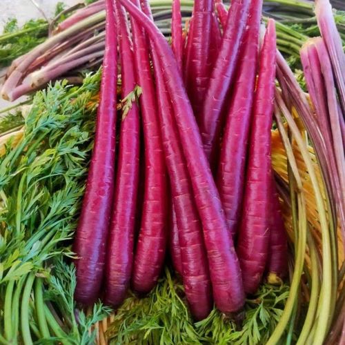 2025云南大理农家紫胡萝卜野生迷你小胡萝卜生吃水果紫玉新鲜萝卜