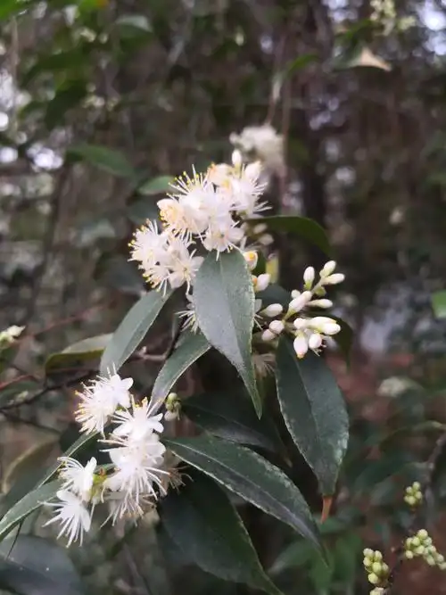 山矾在我们皖南叫野桂花,因为花香,非常熟悉.