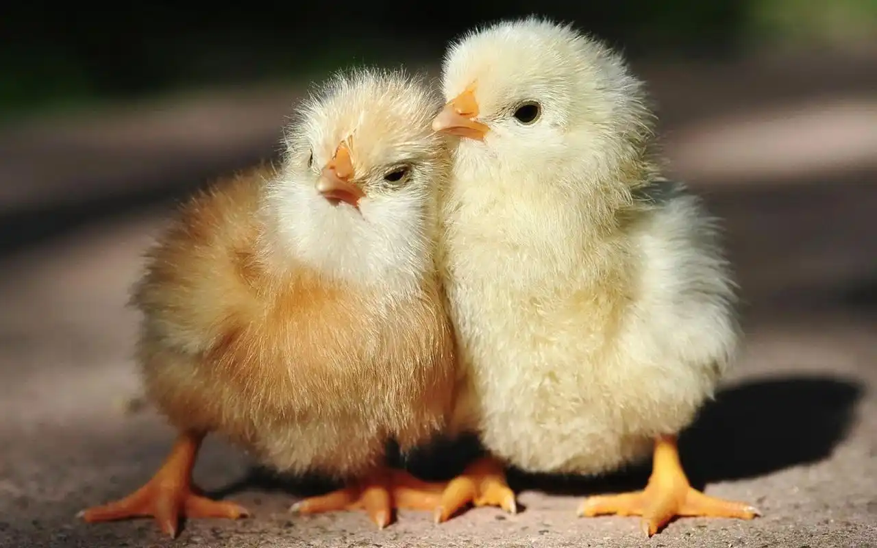 两只可爱的小鸡仔,紧紧依偎在一起,画面好柔美.#动物趣图
