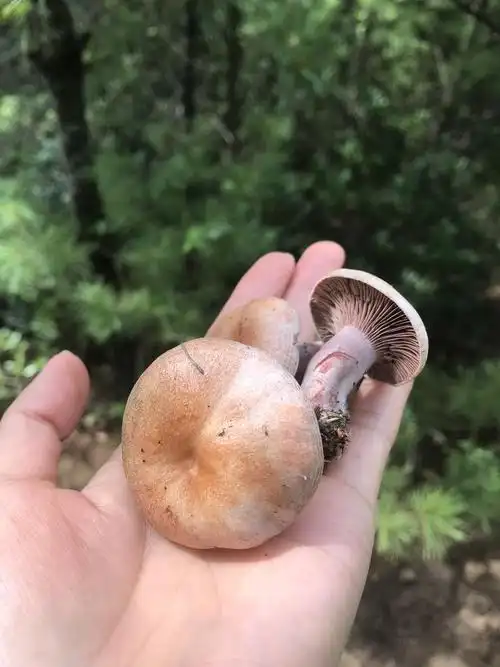 云南人的快乐山上捡野生菌