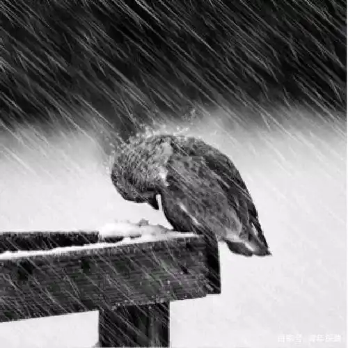 寒门的孩子面对风雨