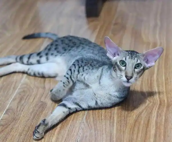 东短东方短毛猫