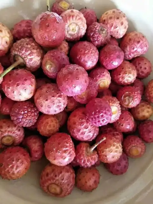 但如果经过霜冻后,很甜很甜,不知你还记得住儿时的味道.