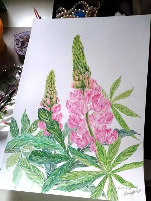 水彩 彩铅《鲁冰花》