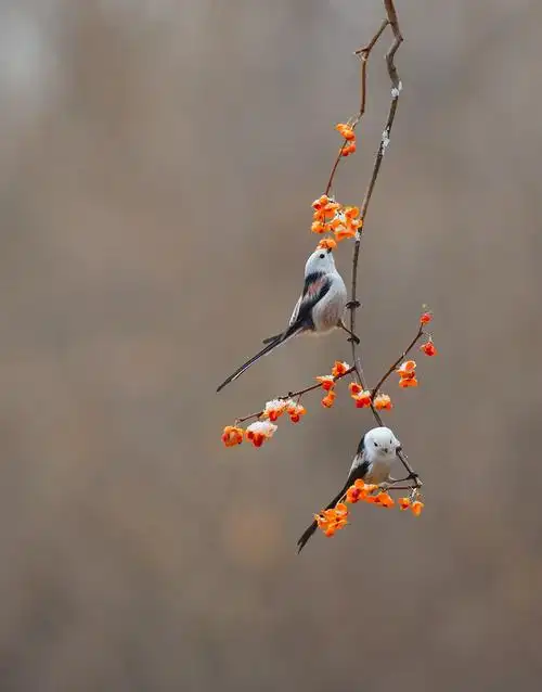 银喉长尾山雀 - 美篇