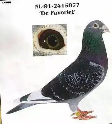 【鸽赏图】不朽的鸽系-杨阿腾欣赏!