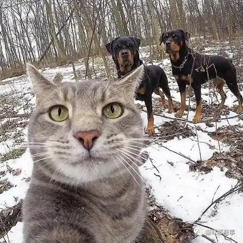 爱自拍的猫子运气一般都不会太差